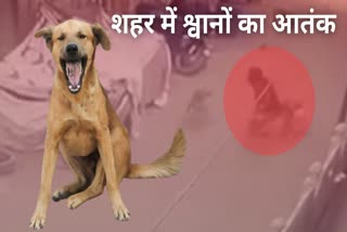 Dogs attack on girl in Jodhpur