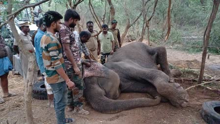 மயங்கி விழுந்த காட்டு யானைக்கு வனப்பகுதியில் வைத்து தவிர சிகிச்சை