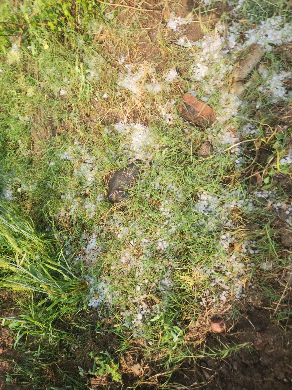 Madhya Pradesh Rain Hailstorm