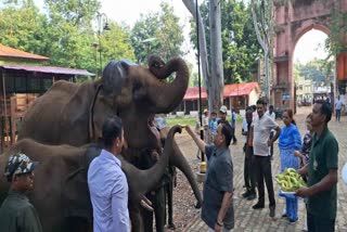 Elephants Died In Palamu