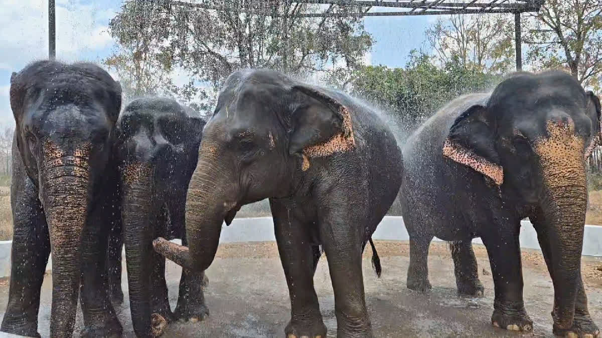 Elephants enjoy bathing