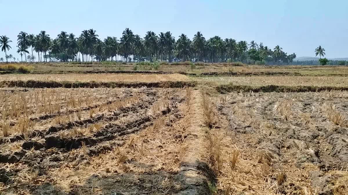 Paddy fields become playgrounds