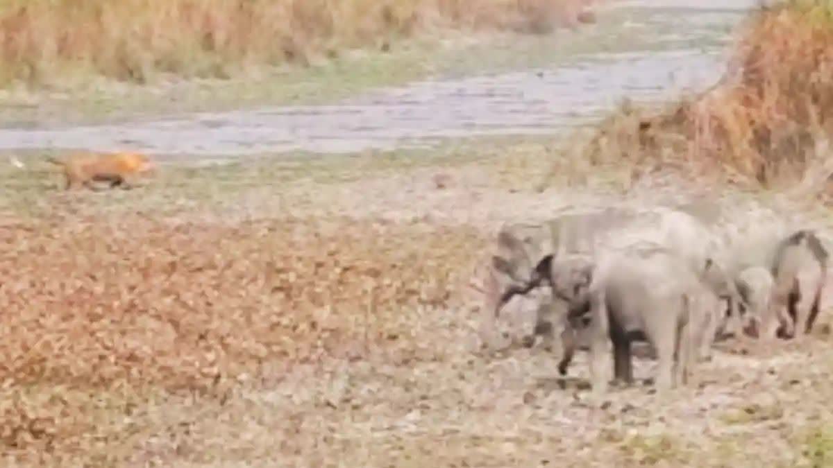 KAZIRANGA NATIONAL PARK