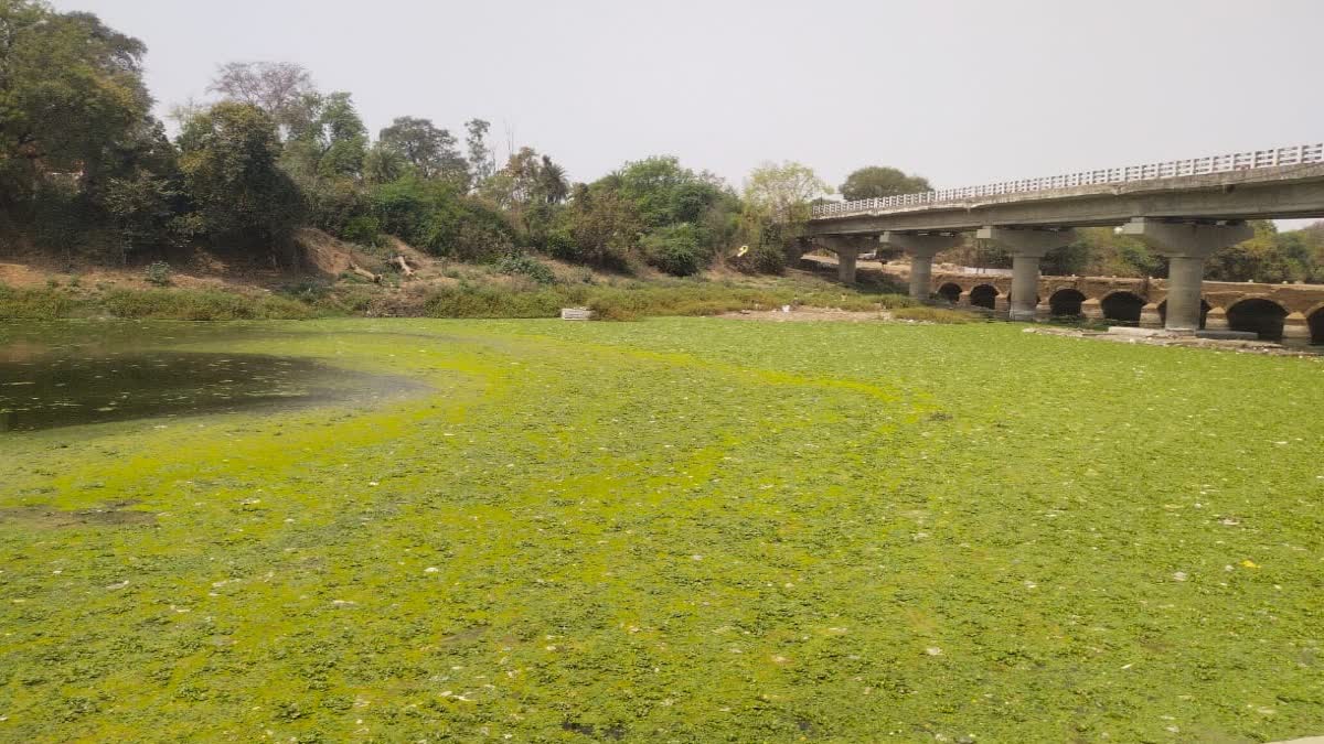 Vidisha Betwa polluted