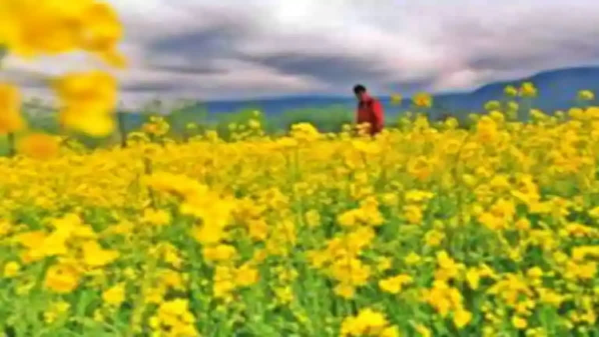 India's mustard seed output may touch all-time high of 12 mn tonnes this year: SEA