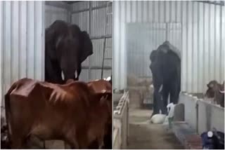 Elephant In Cowshed At Coimbatore