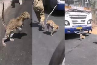 leopard-came-across-a-bmtc-bus-rescued-in-bengaluru