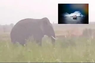 Elephant Attack in Komaram Bheem
