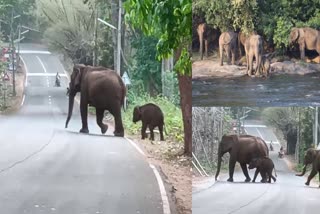 ATHIRAPPILLY  THRISSUR  ELEPHANT CALF  WILD ELEPHANTS