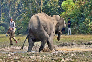 Wild Tusker Kills Two Farmers in Surprise Attacks in Telangana