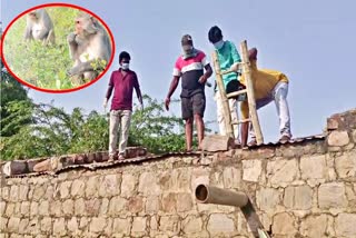 Monkeys Died After Falling Into the Drinking Water Tank