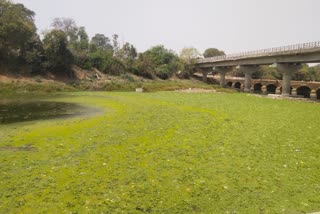 Vidisha Betwa polluted