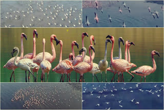 Surat: Diamond City Becomes Home to Flamingoes; 2000 Wading Birds Flock to Tapi River