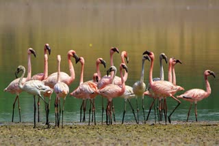 Flamingos camped on surat Tapi River