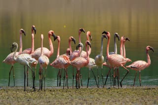 more-than-2000-flamingos-camped-on-the-banks-of-the-tapi-river-surat