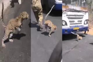 Leopard Cub karnataka