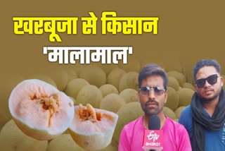 MUSKMELON MILLIONAIRE FARMER