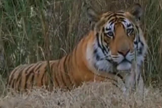 Man killed by tiger in Bhandara in Maharashtra
