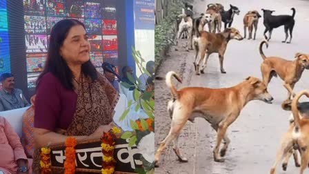 MP STRAY DOGS MANEKA GANDHI