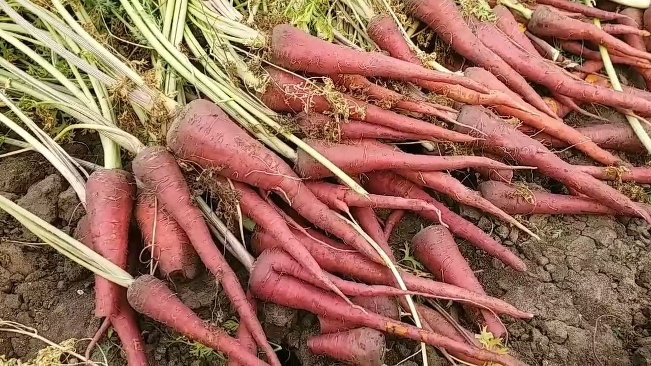 World Carrot Day 2024