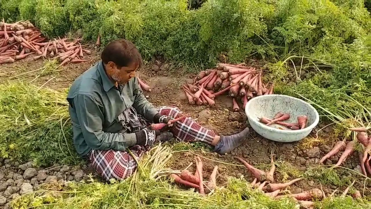 World Carrot Day 2024