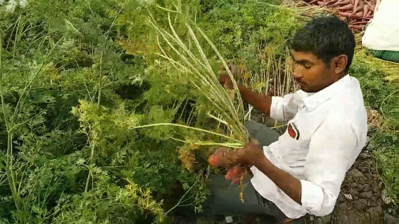 World Carrot Day 2024