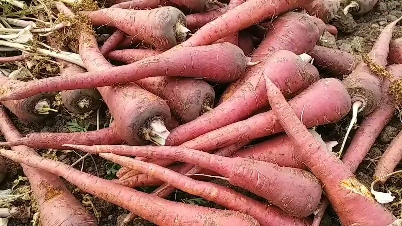 World Carrot Day 2024