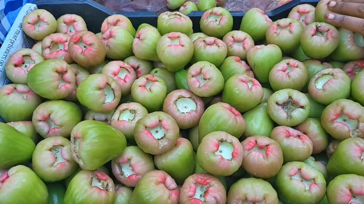 வாட்டர் ஆப்பிள்