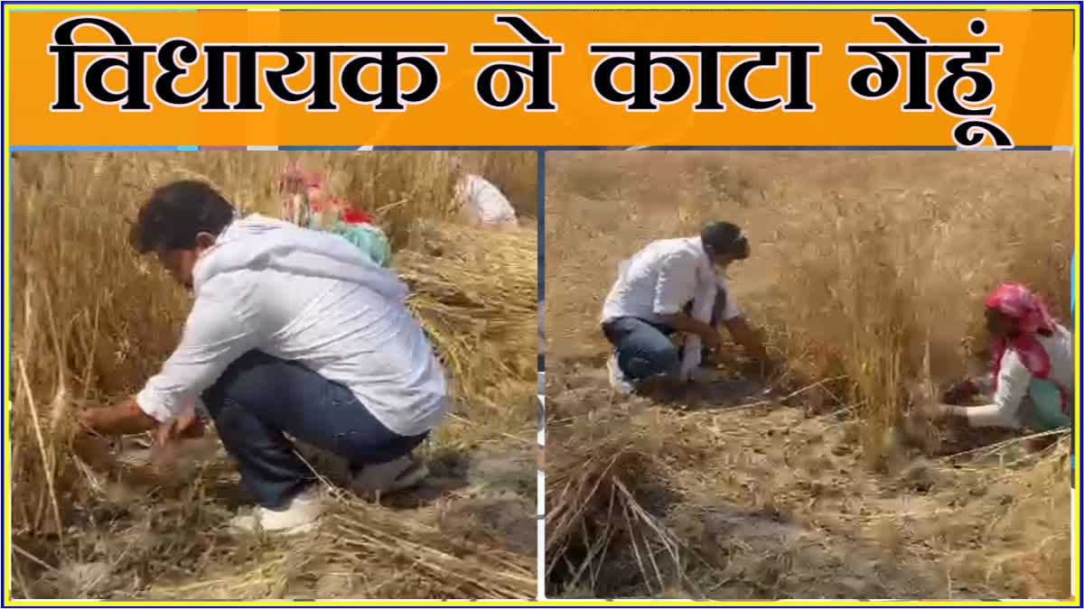MLA Devendra Kadian cuts wheat