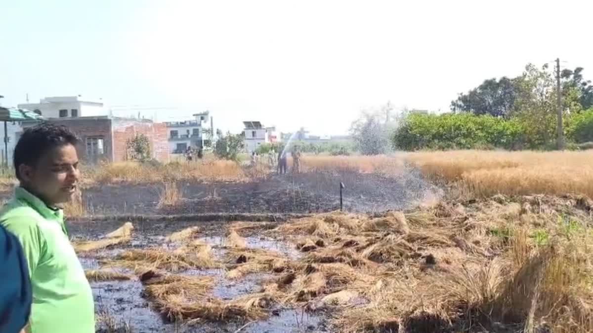 wheat field fire in haldwani