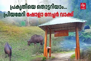 SHOLA NATURE WALK  TOURISM SPOT IN KERALA  BEST TREKKING SPOT IN KERALA  PAMPADUM SHOLAI NATIONAL PARK