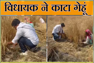MLA Devendra Kadian cuts wheat