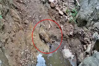 forest department  CCTV Visuals of leopard  പുള്ളിപ്പുലി  Latest news Kerala
