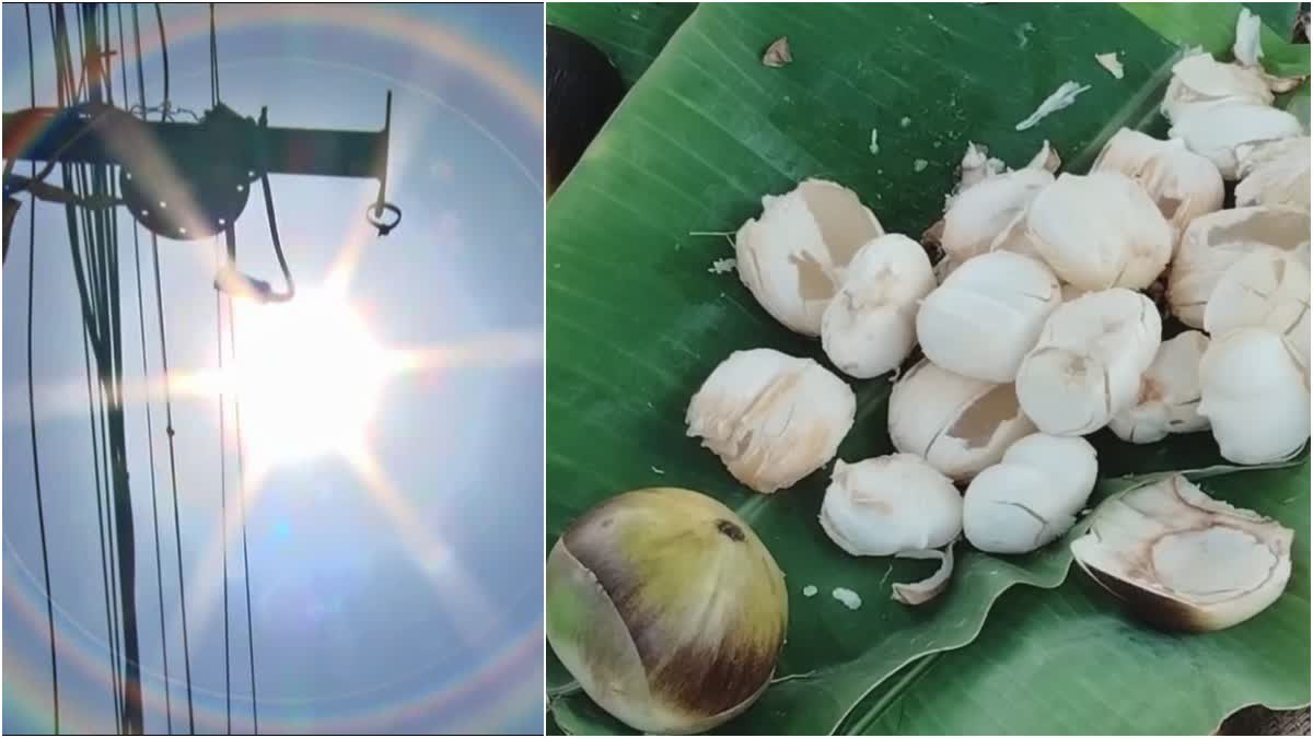 வெயில் மற்றும் நுங்கு புகைப்படம்