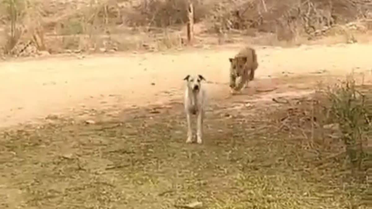 Jhalana Leopard Park