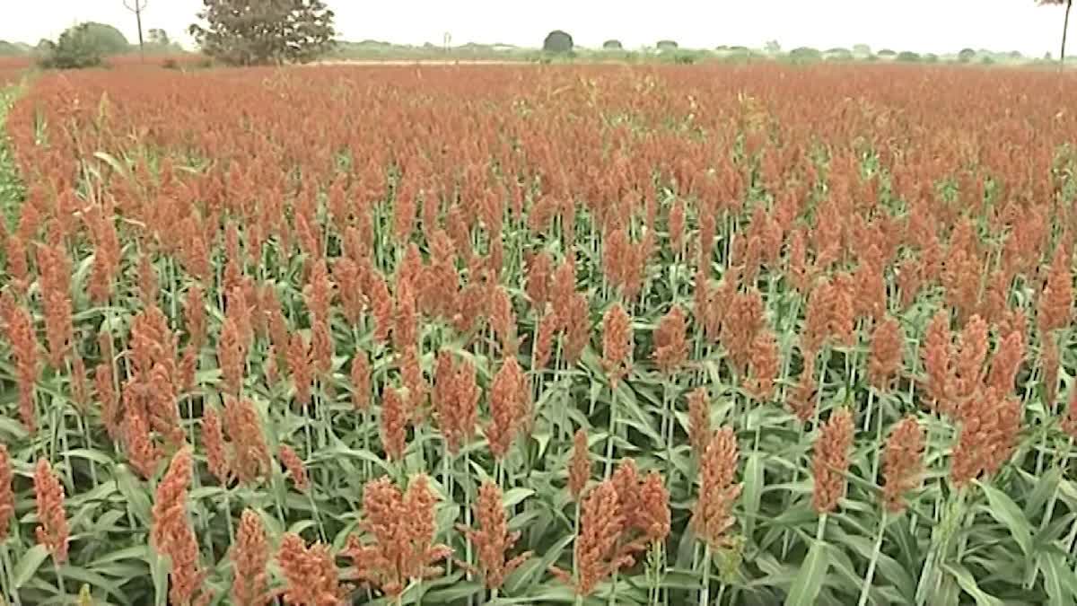 Govt Focus On  Sorghum Procurement