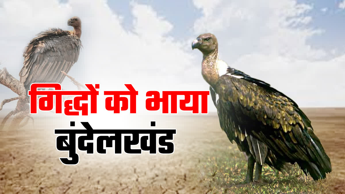 VULTURES LIKE BUNDELKHAND CLIMATE