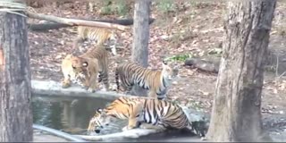 TIGAR PLAYING WITH CUBS VIDEO