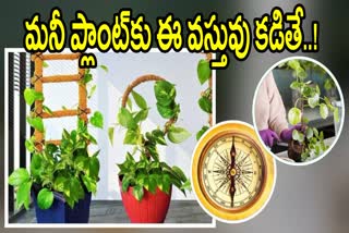 VASTU TIPS FOR MONEY PLANT