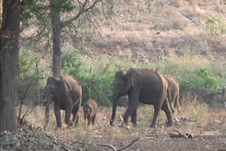 Elephants suffering without water near Sathyamangalam Erode