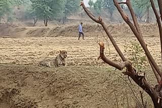 कैलादेवी अभ्यारण्य मे पहुंचा चीता