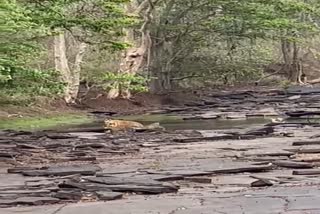 Nauradehi Tiger Reserve video