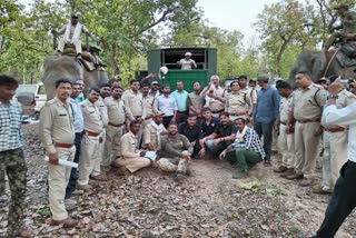 BANDHAVGARH TIGRESS SHIFTED BHOPAL