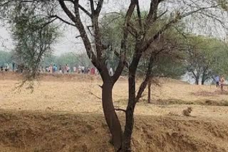 Kuno Cheetah Pawan escaped