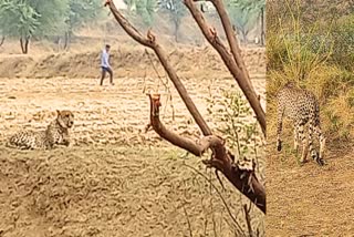 Cheetah Oman Rescued