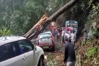 குன்னூர் அருகே கார் மீது மரம் விழுந்த புகைப்படம்