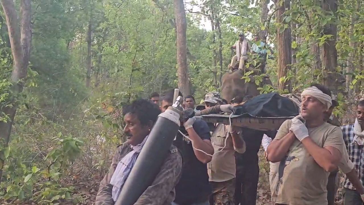 Tiger tigress rescued Bandhavgarh