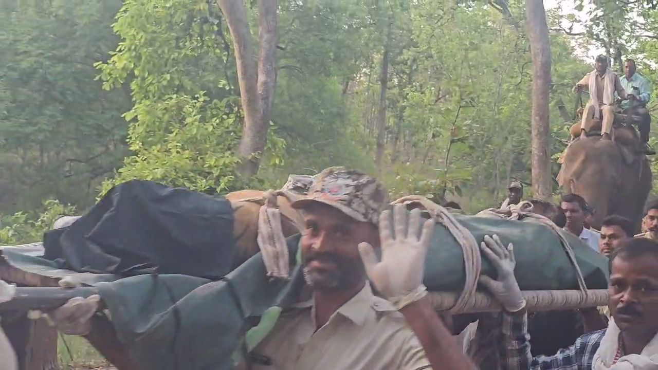 Weak tigress rescued in Bandhavgarh