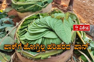 betel-leaf