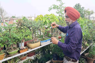 Plant enthusiast Prof Gurmukh Singh